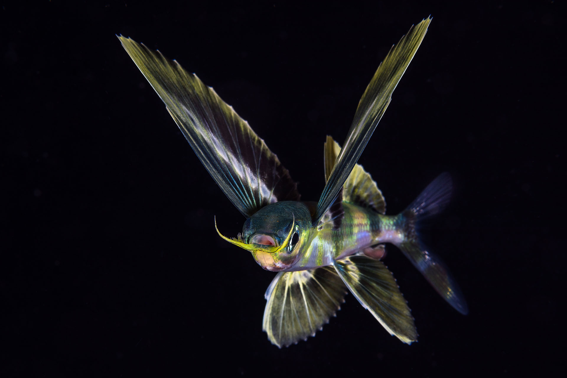 Surprenants poissons volants